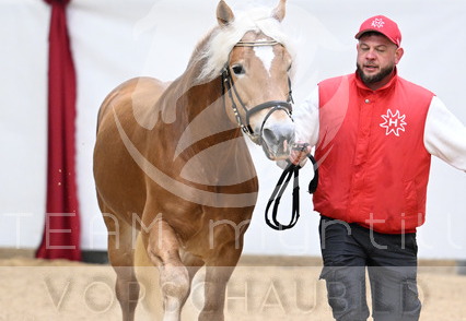 01.30 Stadl-Paura Haflinger Körung
